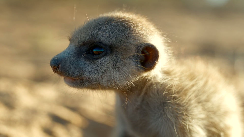 secret_lives_-_meerkats (1080p)